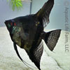 black lace angelfish
