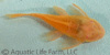 albino bristlenose catfish