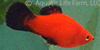 red wag platy